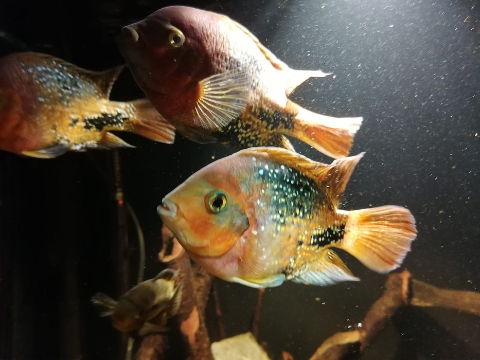 Akwarium - zestaw 2 akwari