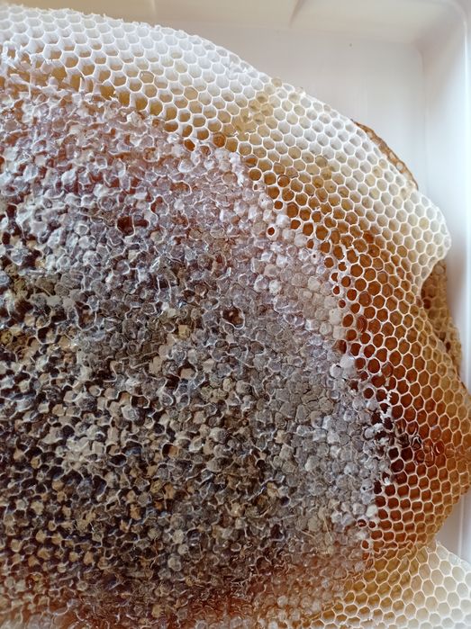 Miód pszczeli naturalny