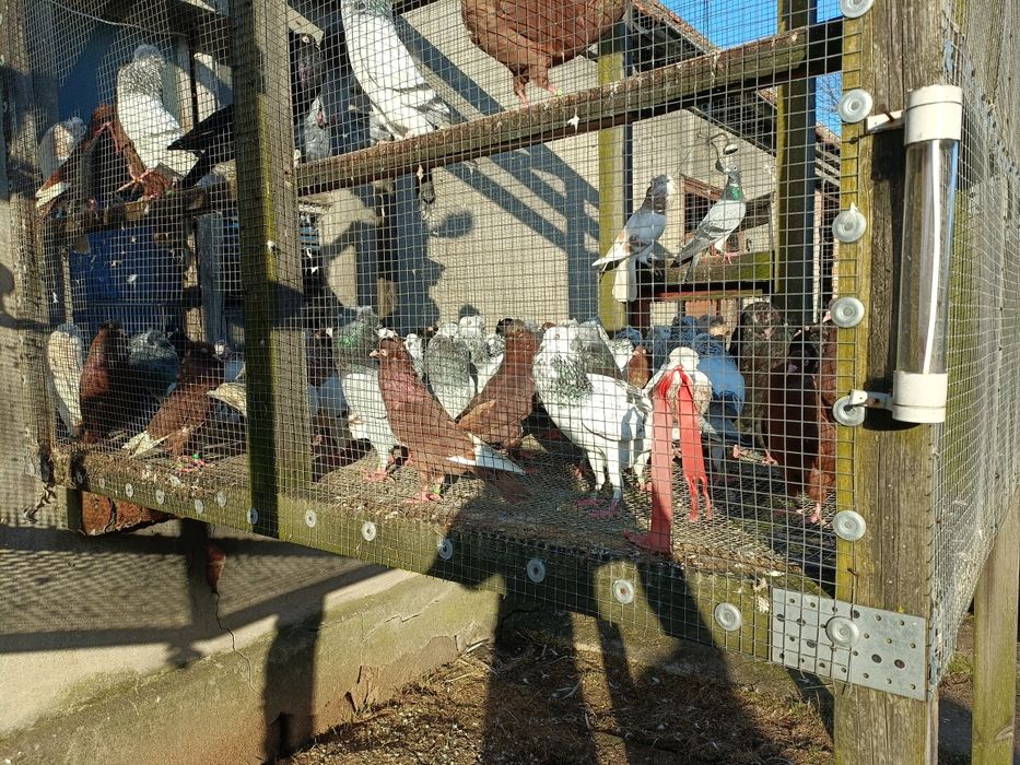 Gołębie garłacze koroniaste gurnośląskie