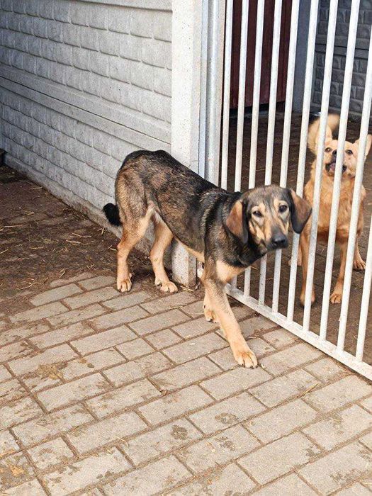 Zoja szuka człowieka z sercem – powolny rozkwit miłości