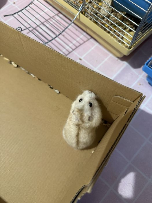 Хомʼяк джунгарик дівчинка