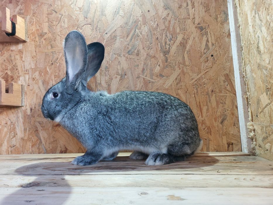 Samica belga olbrzyma