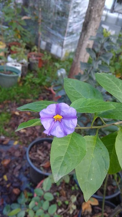 Plantas para o seu jardim