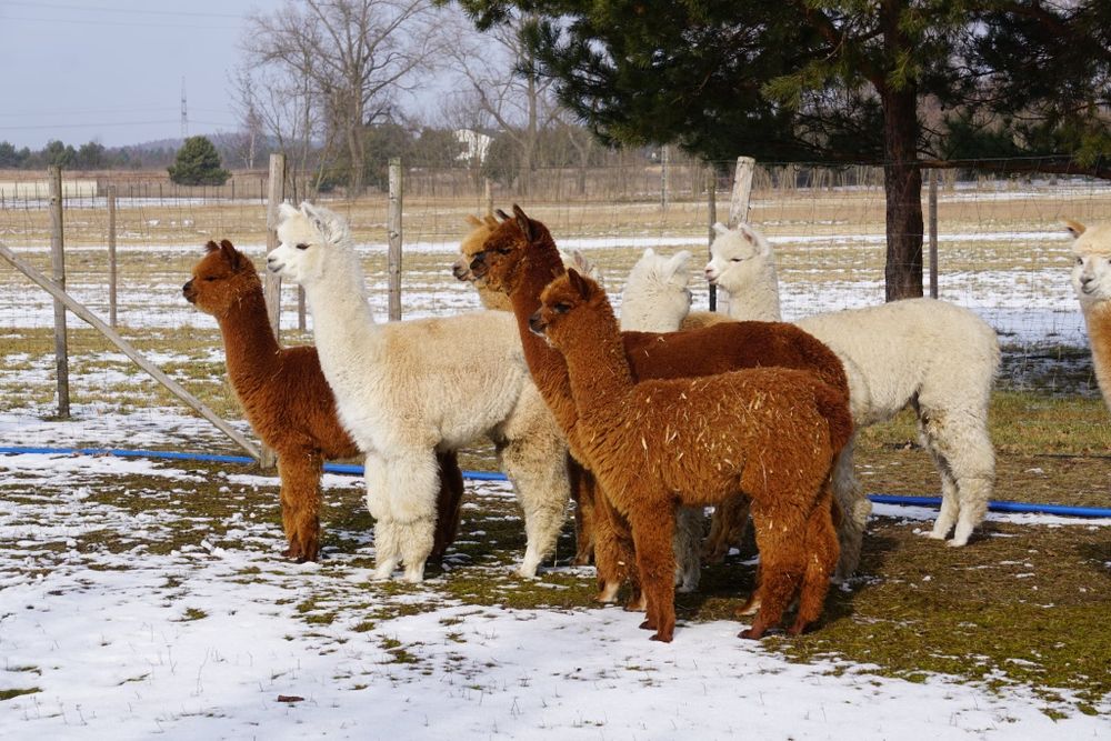 Alpaki młode samce Hodowla Monalpi alpaka farm