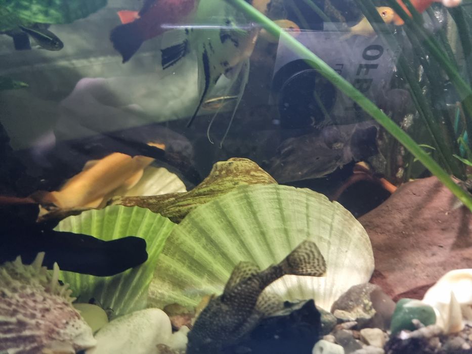 ZBROJNIKI zdrowe z ogólnego akwarium.