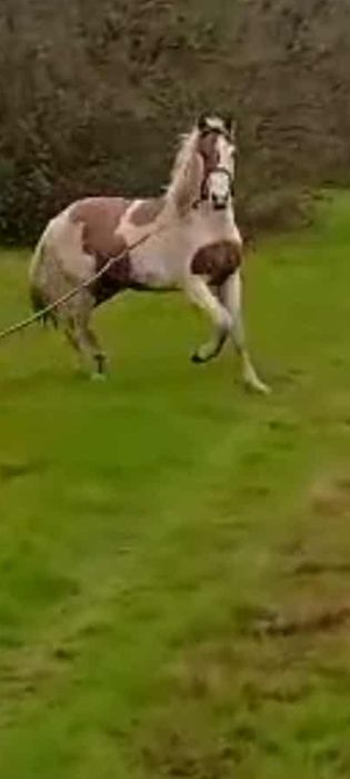 Poldro malhado com 15 meses