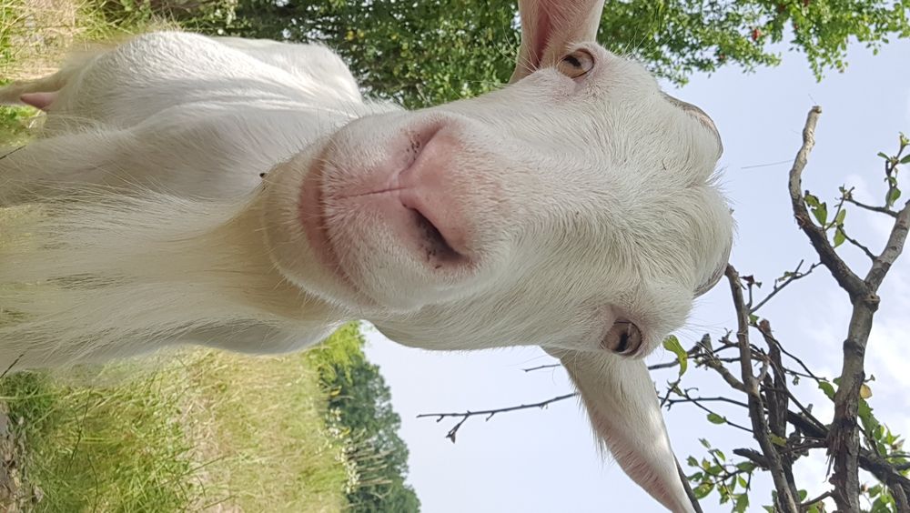 Продається козочка зааненської породи ,молочна лінія,молоко без запаху