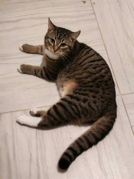 „Zaginął kot w okolicach Swojczyc 6 marca.”