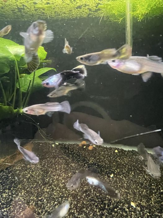 sprzedam  gupiki panda lub zamiana