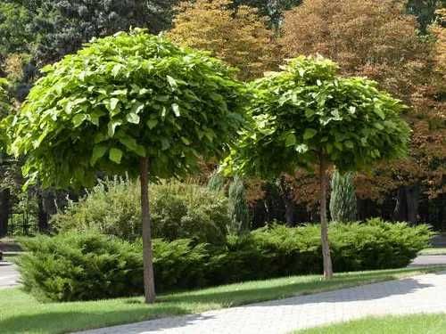 Katalpa Nana Catalpa Surmia bignoniowa 1,5m - 2,3m