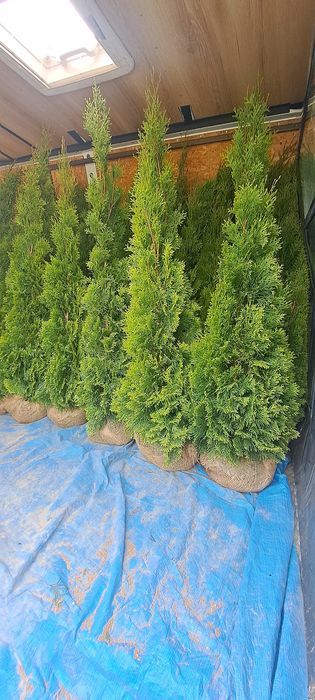 Tuja thuja tuje szmaragd