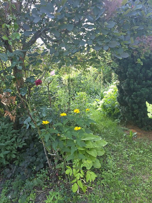 Działka ROD Nowe Sady - Widok 3