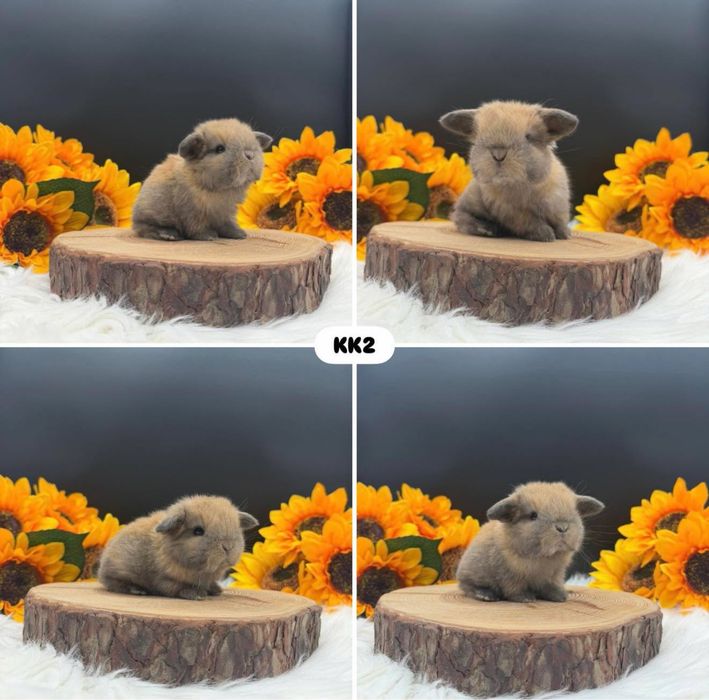 Królik mini lopp