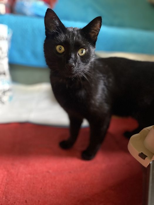 Czaruś - czarny kocurek do adopcji