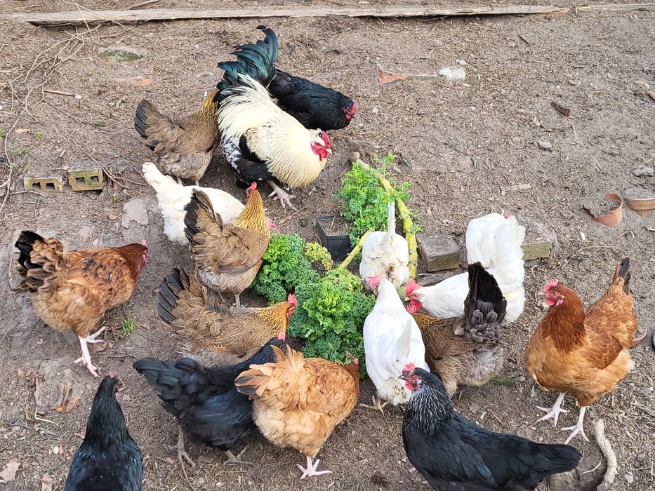 Jaja konsumpcyjne od kur z wolnego wybiegu