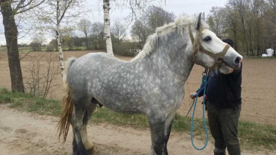 Ogier zimnokrwisty