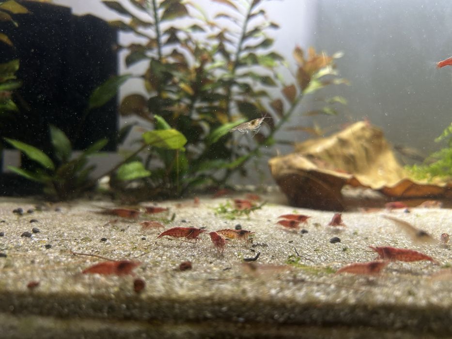 red cherry shrimp