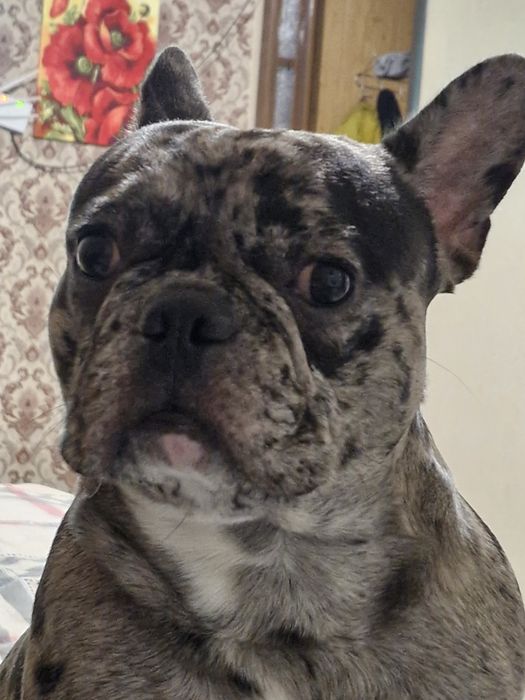 Шукаємо наречену для гарного парубка