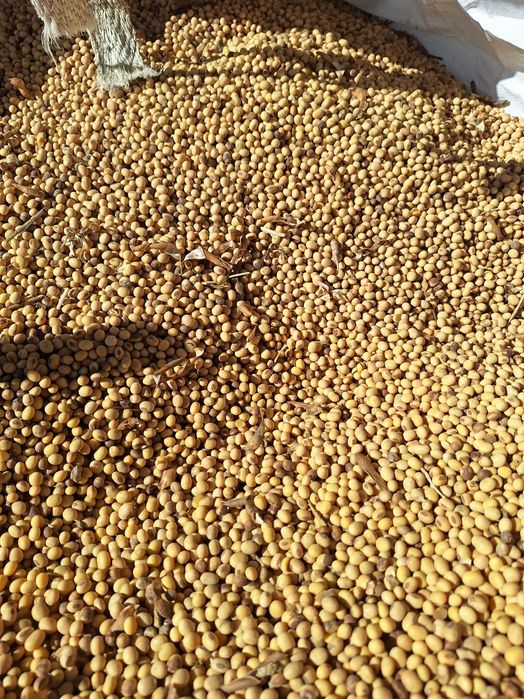 Sprzedam soje  Wojtek