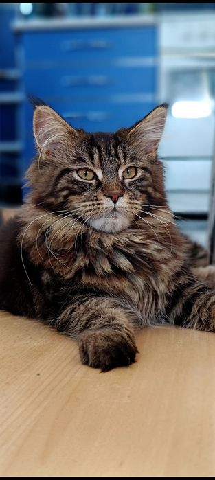 BELLATRIX koteczka Maine Coon