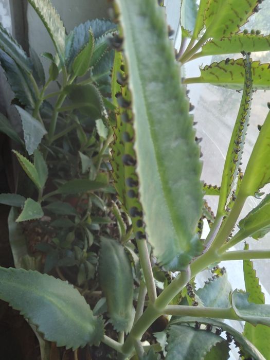 Каланхое растение