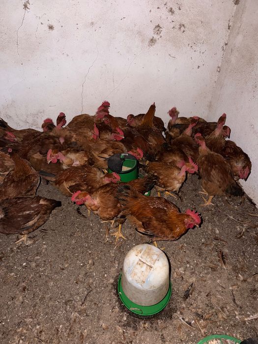 Galos vermelhos criados naturalmente