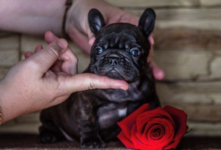 Дівчинка зірочка французька