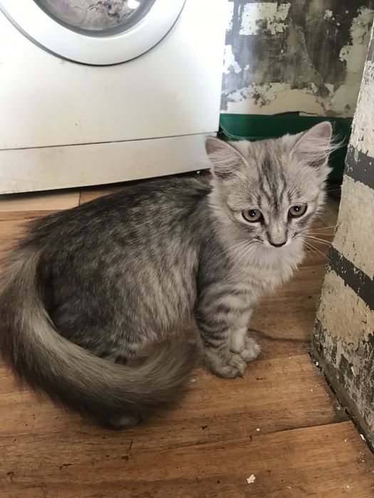 Гарні кошенята в добрі ручки