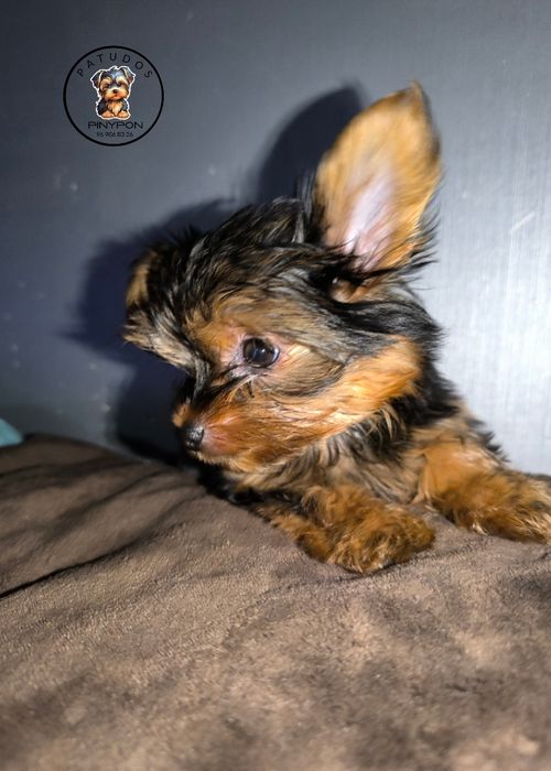 Yorkshire Terrier excelente qualidade