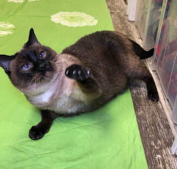 Неймовірно красива КОШЕЧКА Іззі, голубоока леді тайської породи