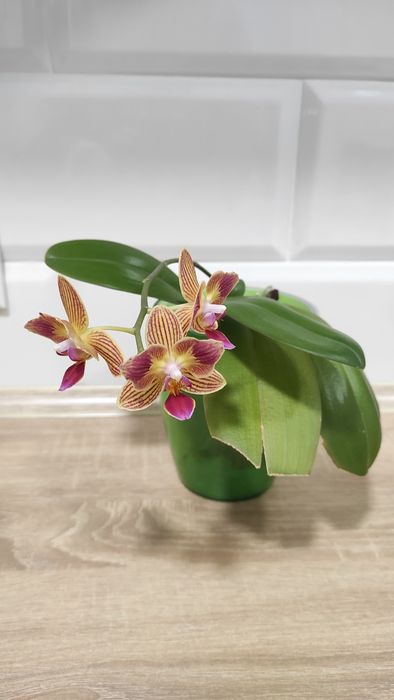 Орхідея фаленопсис Phal. Gold Staff