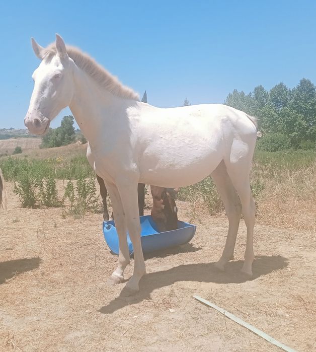 Troco poldros e/ou poldras Lusitanas por jeep