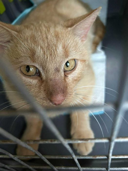 Rudy kocurek do adopcji