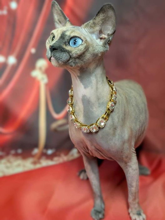 Unikatowa piękność. Jedyna taka na świecie różnooka chimera.