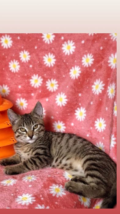 Отдам котенка лесного окраса, девочка, 3 месяца