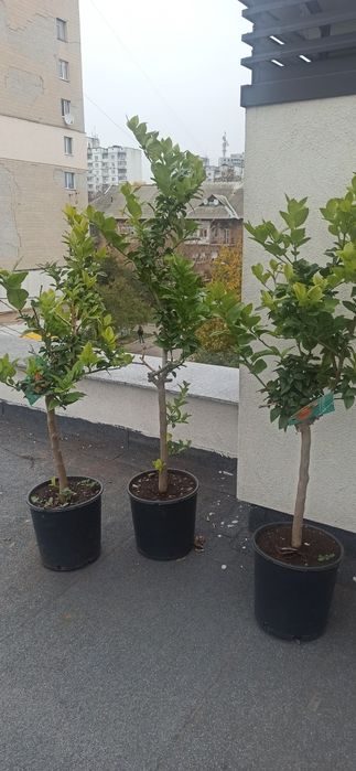 Апельсинове дерево, цитрус