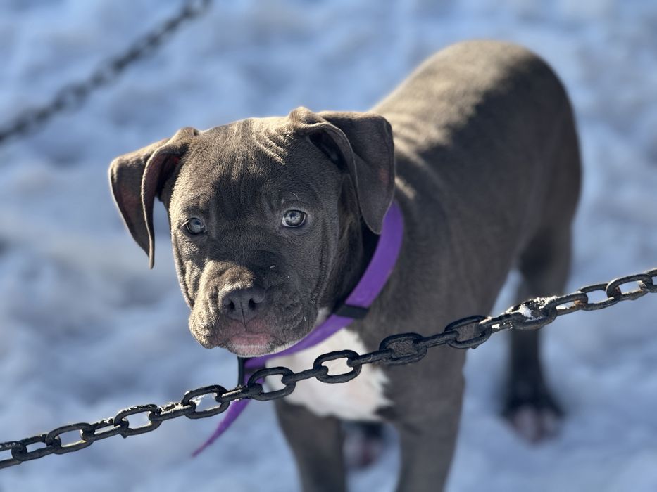 Продаються цуценята АМ Стаф