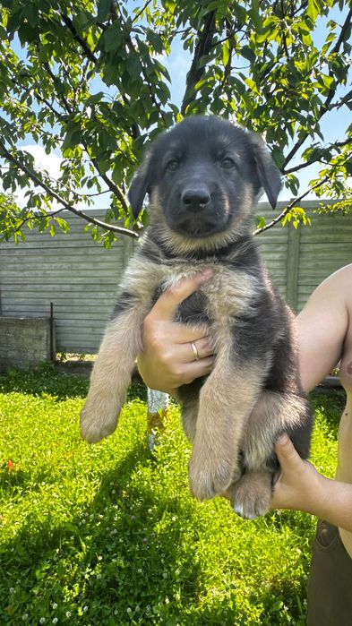 Цуценята Німецької вівчарки