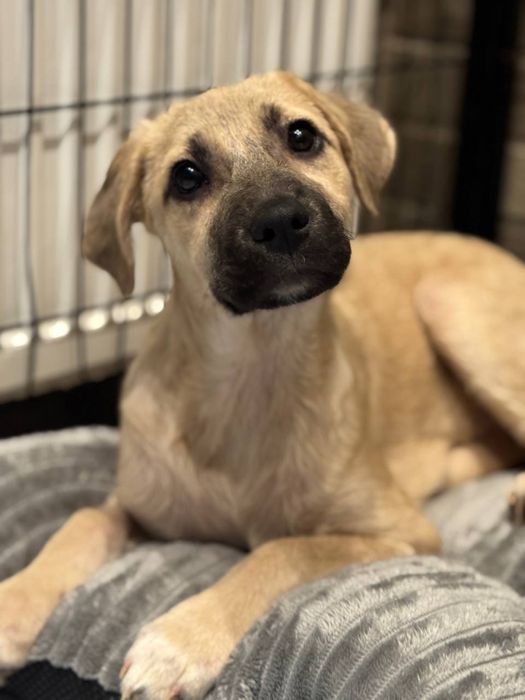 Цуценятко метис лабрадора