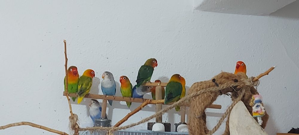 Agapornis Fischers Opalino .