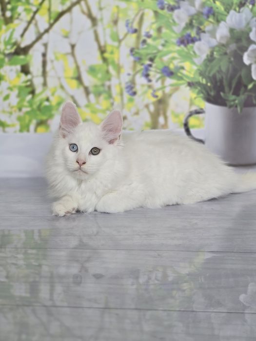 Великолепные мальчики мейн-куна