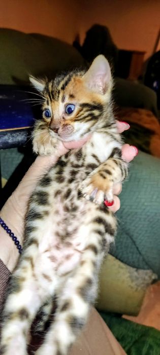 Gatinho  Bengal 2 meses