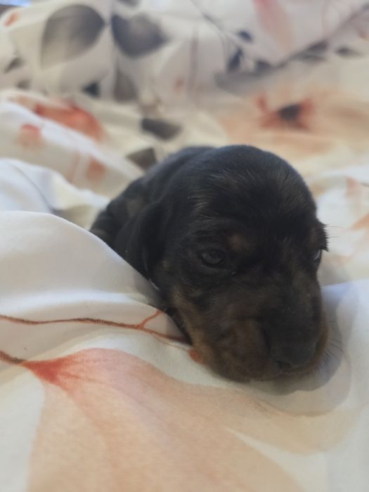 Jamnik krótkowłosy miniaturowy  samiec merle