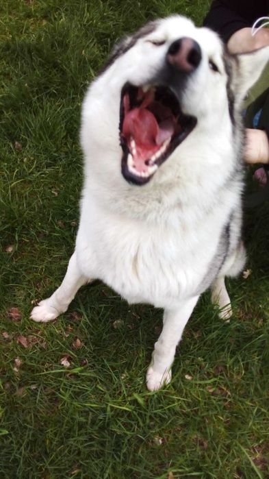 Вязка. Кобель Хаски  ищет девочку для вязки!