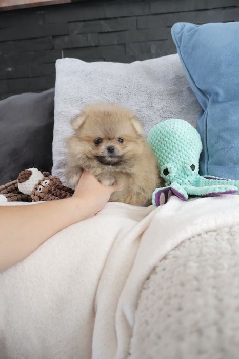 Lulu da Pomerânia. Super Mini.Ursinho Russo. Spitz anão. LOP e Afixo.