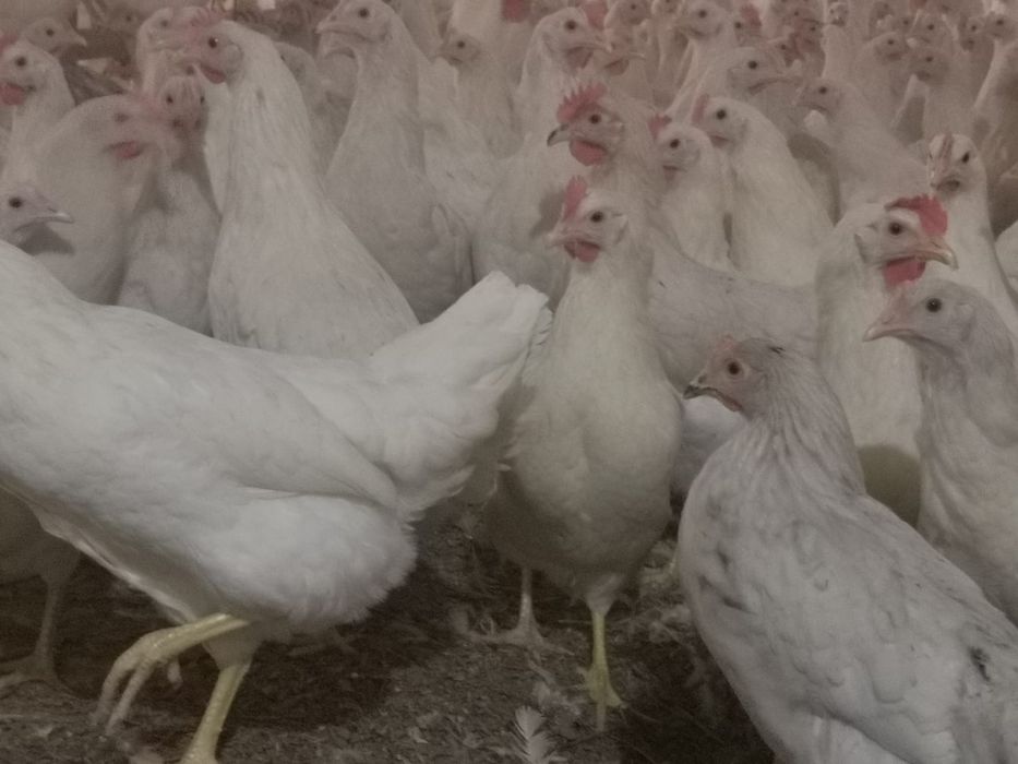 Kury Nioski Leghorn 24 tygodnie! Wysyłka od 10 sztuk.