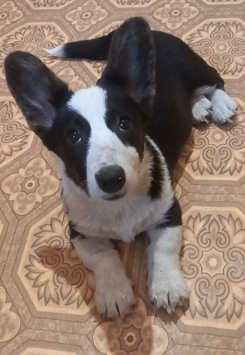 Дівччнка  коргі   каріган !