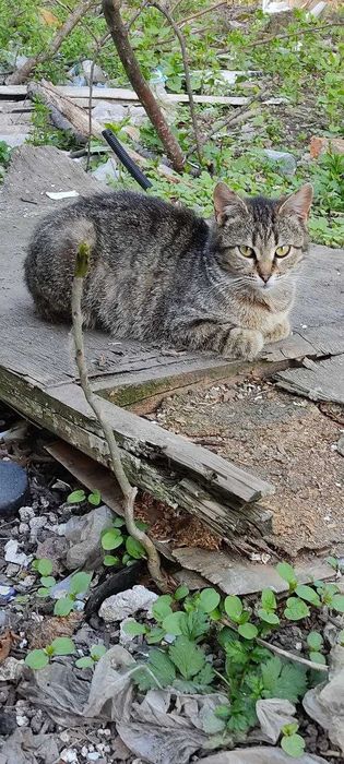 Віддам в добрі руки порода європейська короткошерста(кельтська)