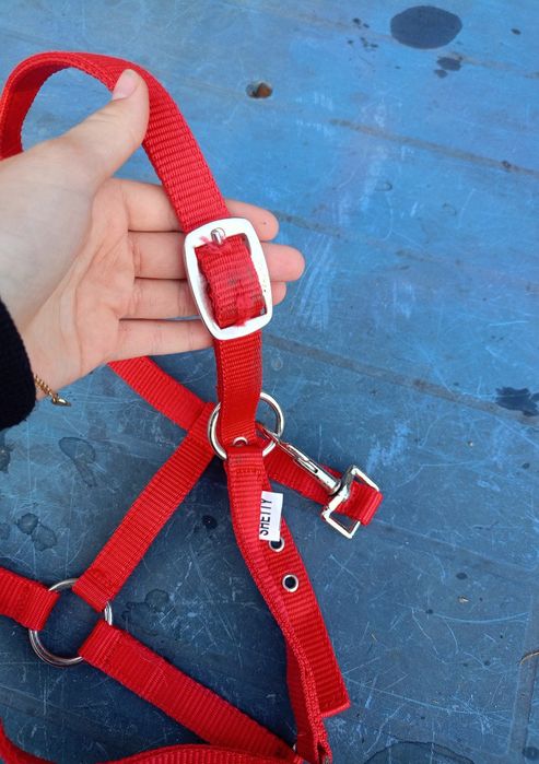 Kantary kilka sztuk! Pony/ shetty