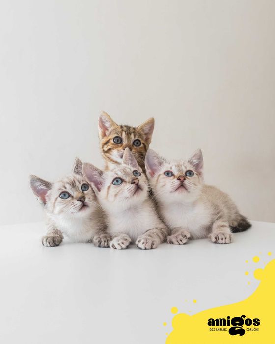 KIKA, JÉSSI, NANI & VITINHA [Europeu] p/ Adoção